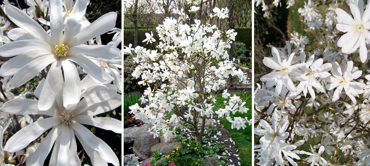 magnolia japońska