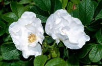 róża dzika rosa rugosa biała  alba pomarszczona sadzonki